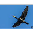 <b>Photo:</b> Michel Sawan