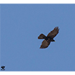 <b>Photo:</b> Michel Sawan