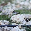 <b>Photo:</b> Michel Sawan