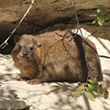 <b>Location:</b> Wadi el Hujeir Nature Reserve<br>