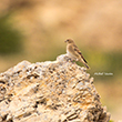 <b>Photo:</b> Michel Sawan