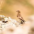 <b>Photo:</b> Michel Sawan
