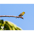 <b>Photo:</b> Michel Sawan
