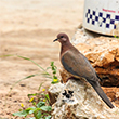 <b>Photo:</b> Michel Sawan