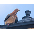 <b>Photo:</b> Michel Sawan