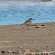 <b>Photo:</b> Michel Sawan
