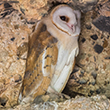 <b>Photo:</b> Michel Sawan