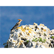 <b>Photo:</b> Michel Sawan