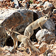<b>Location:</b> Wadi el Hujeir Nature Reserve<br>