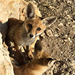 <b>Location:</b> Ansar - South Lebanon<br><b>Photo:</b> Mazen Hashem