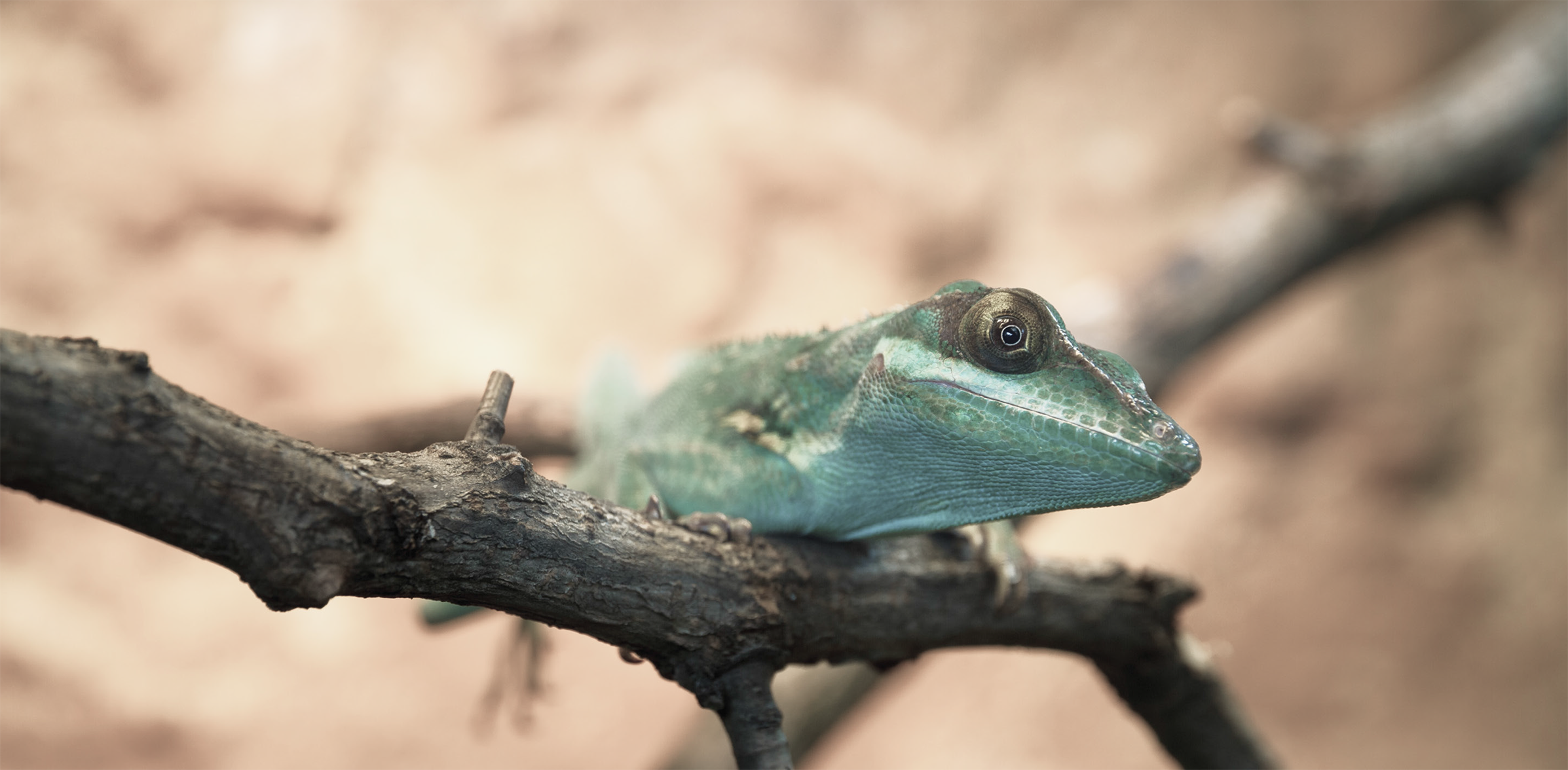 Lebanon Fauna